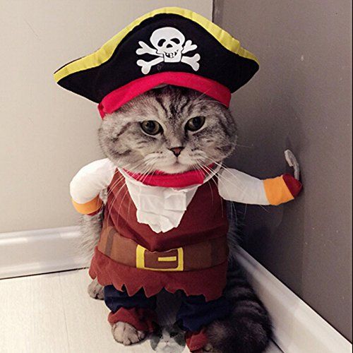 don devlin recommends pictures of kittens in costumes pic