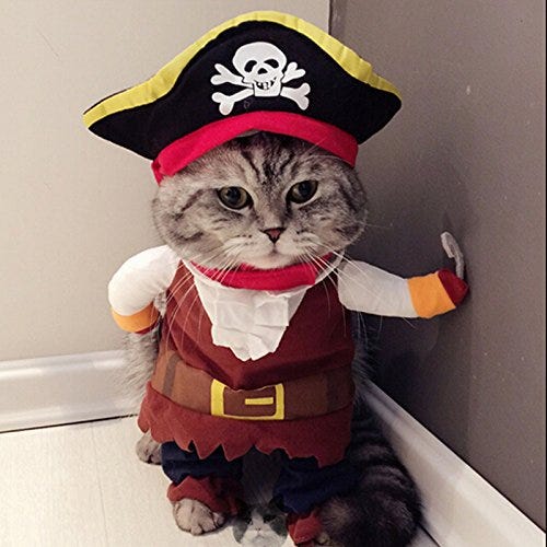 don devlin recommends pictures of kittens in costumes pic