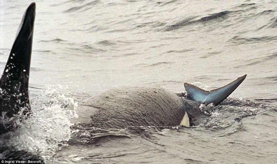 shark fucking a whale