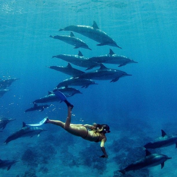 alex ofrin add swimming naked with dolphins photo