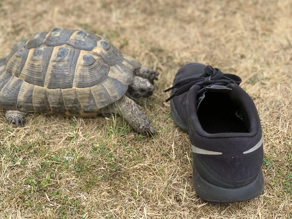 chuck spafford add photo turtle having sex shoe