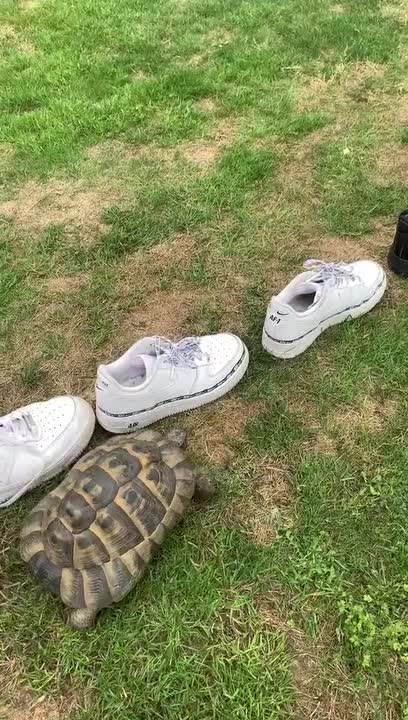 abdul haleem khan recommends Turtle Having Sex Shoe