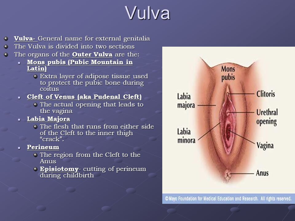 what is cleft of venus