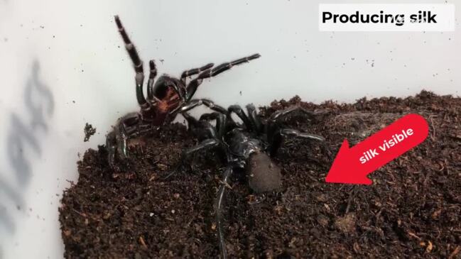 adriana montero recommends what is spider porn pic