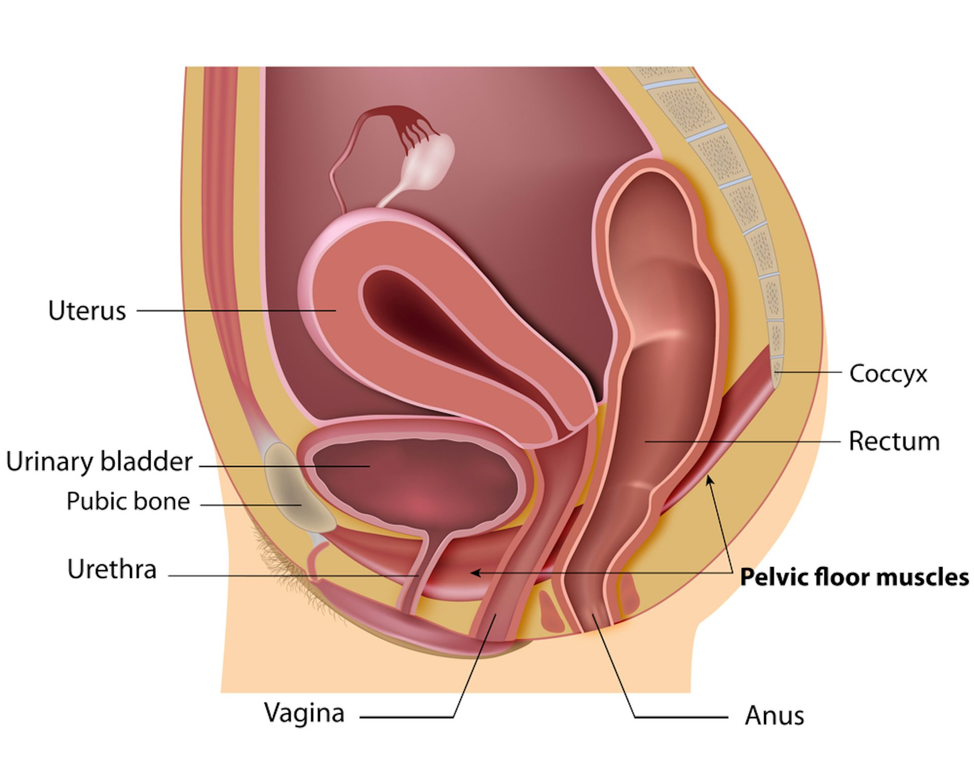 charles woolsey add women pissing like men photo